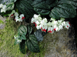 Картинка цветы клеродендрумы капли