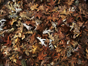 Картинка природа листья осень