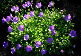 Картинка цветы колокольчики сиреневый