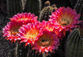 Картинка цветы кактусы цветок