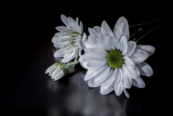 Картинка цветы хризантемы цветок