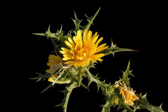 обоя цветы, Чертополох,  репейник, цветок