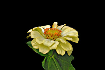 Картинка цветы цинния цветок