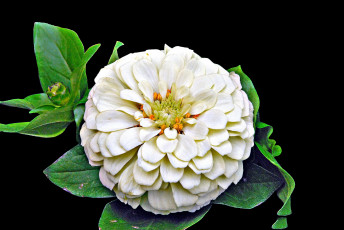 Картинка цветы цинния цветок