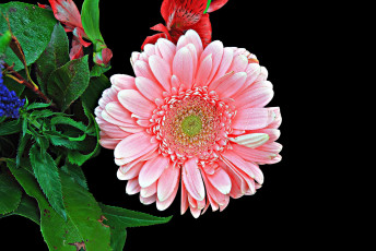 Картинка цветы герберы цветок