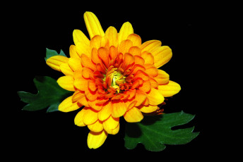 Картинка цветы хризантемы цветок