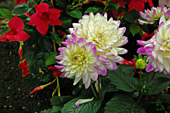 Картинка цветы хризантемы цветок