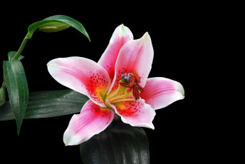 Картинка цветы лилии +лилейники цветок