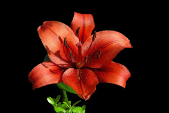 Картинка цветы лилии +лилейники цветок