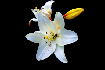 Картинка цветы лилии +лилейники цветок