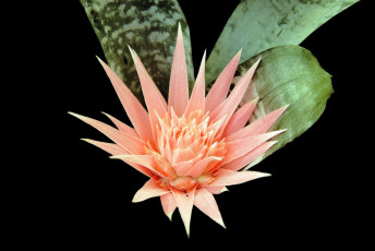 Картинка цветы лилии+водяные +нимфеи +кувшинки цветок