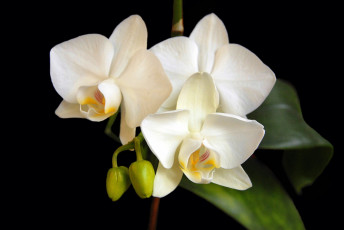Картинка цветы орхидеи цветок