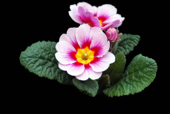 Картинка цветы примулы цветок