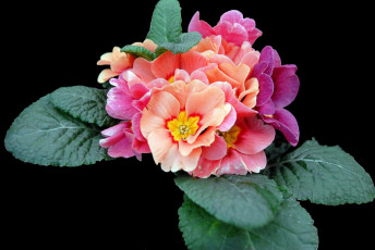 Картинка цветы примулы цветок