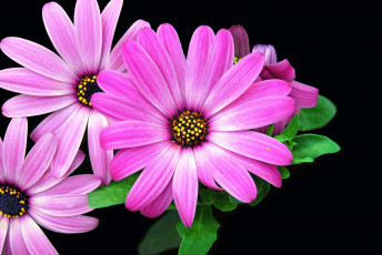 обоя цветы, ромашки, цветок