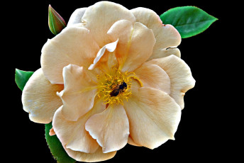 Картинка цветы розы цветок