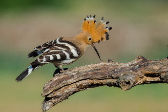 Картинка животные удоды птичка