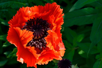 Картинка цветы маки алый