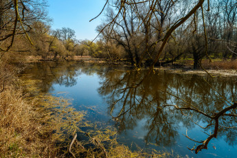 Картинка природа реки озера река лес