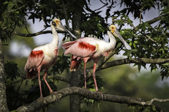 Картинка животные птицы птичка