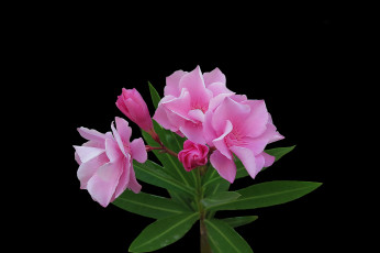 Картинка цветы адениум +мандевилла цветок