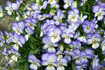 обоя цветы, анютины глазки , садовые фиалки, цветок