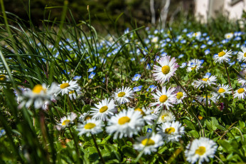 Картинка цветы ромашки цветок