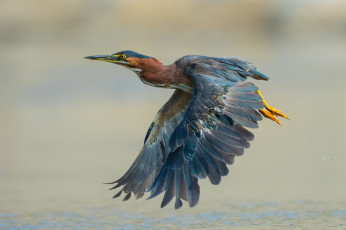 Картинка животные цапли +выпи птичка