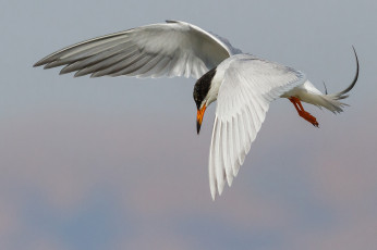 Картинка животные Чайки +бакланы +крачки птичка