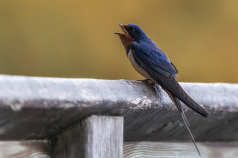 Картинка животные ласточки птичка