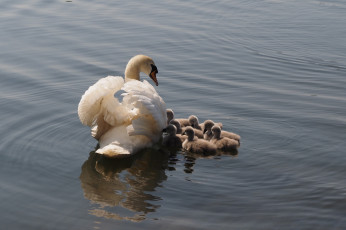 Картинка животные лебеди лето озеро лебедь