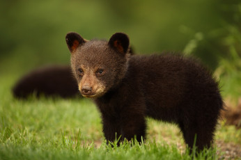 Картинка животные медведи барибал чёрный медведь медвежонок взгляд