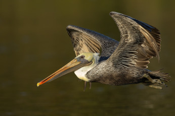 Картинка животные пеликаны птичка
