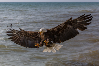 Картинка животные птицы+-+хищники птичка