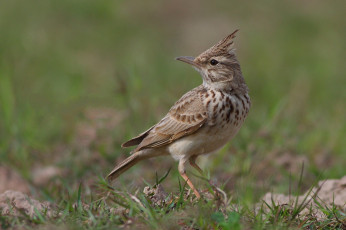 Картинка животные птицы птичка
