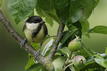 Картинка животные синицы +лазоревки птичка