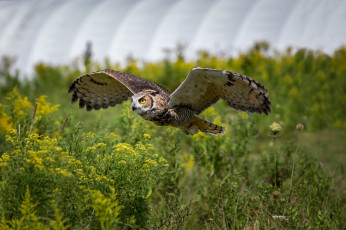 Картинка животные совы птичка