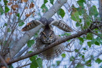 Картинка животные совы птичка
