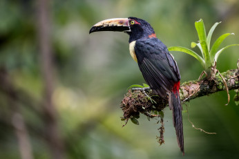 Картинка животные туканы птичка