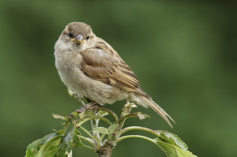 Картинка животные воробьи птичка