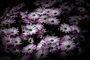 Картинка цветы цветок