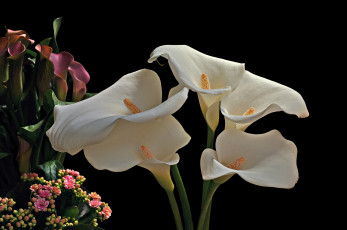 Картинка цветы каллы цветок