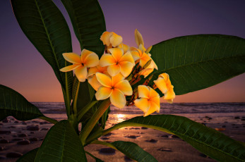 Картинка цветы плюмерия цветок