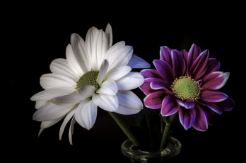 Картинка цветы хризантемы цветок