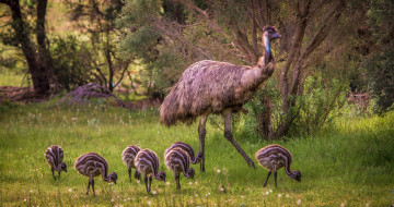 Картинка животные страусы птичка
