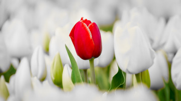 Картинка цветы тюльпаны лето природа