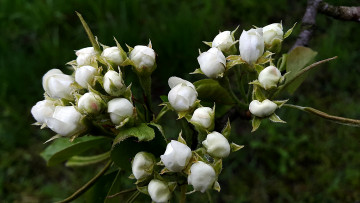 Картинка цветы цветущие+деревья+ +кустарники ветка весна бутоны