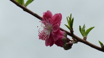 Картинка цветы цветущие+деревья+ +кустарники ветка