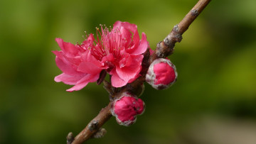 Картинка цветы цветущие+деревья+ +кустарники ветка