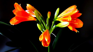 Картинка цветы кливия оранжевый